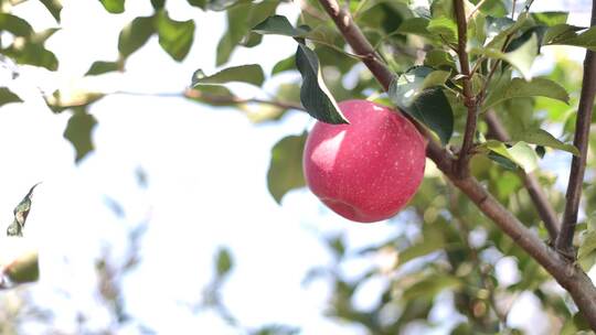 栖霞苹果树视频