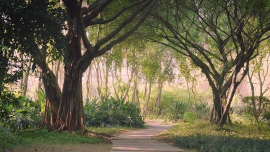 公园步行小道树林散步户外人与自然