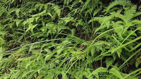 大自然野生植物野草实拍