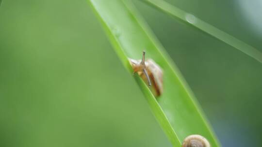 竹叶蜗牛