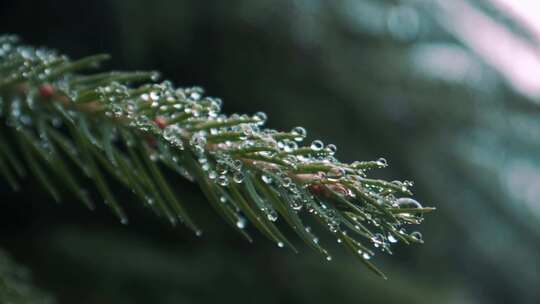 松树树枝上雨滴的特写镜头