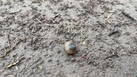 地上爬行的蜗牛