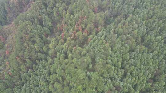 高山森林植物航拍