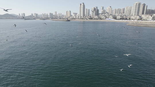 海边海鸥航拍4k视频