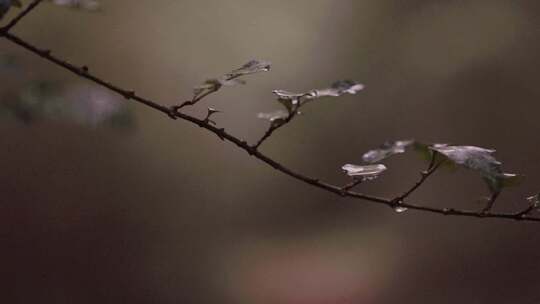 树枝上的雨滴特写