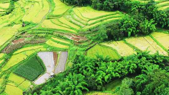 高山峡谷地区金色稻田