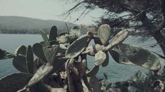 厄尔巴岛，仙人掌，地中海，海