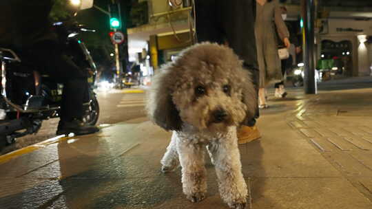 夜晚城市街道遛狗