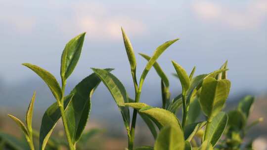 嫩绿茶树茶叶特写