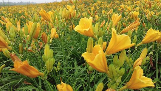 航拍 花海 黄花 郊区 郊野 怒放 远山视频素材模板下载