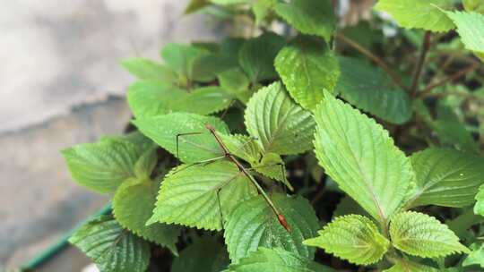 野生竹节虫