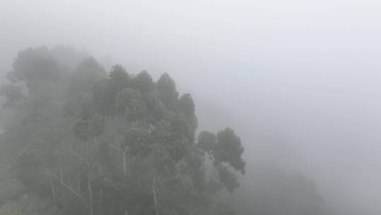 航拍树林云雾缭绕清晨森林雾天自然生态风光