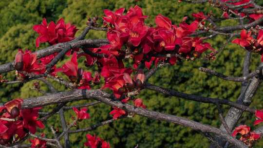 盛开的木棉花特写