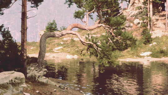 一棵雄伟的树斜靠在宁静的水体上