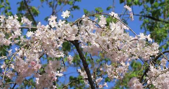 蓝天背景美丽的垂枝樱樱花绽放