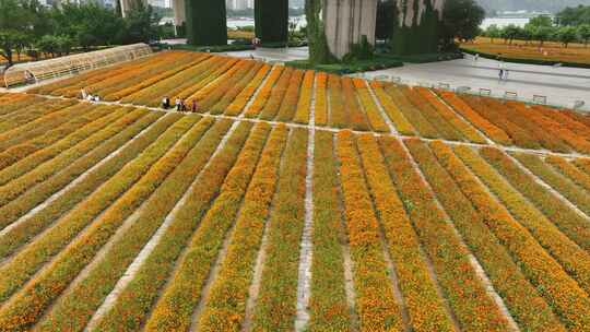 航拍福建福州城市花海公园