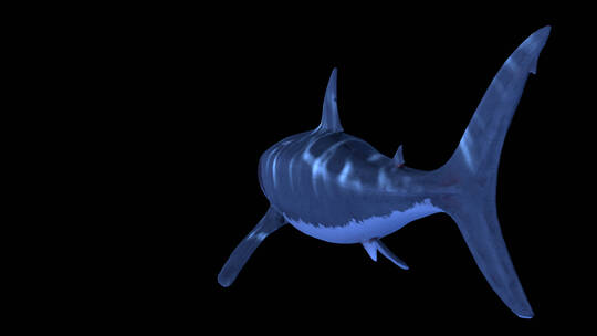 影视级三维鲨鱼水底动画合成特效 (1)
