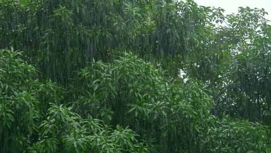 下雨天森林暴雨