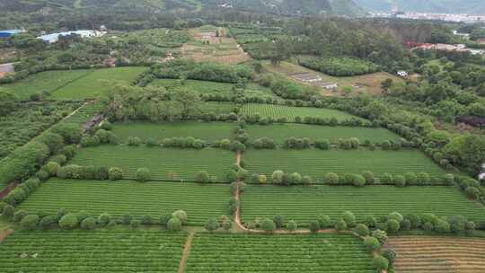 广西桂林尧山茶园