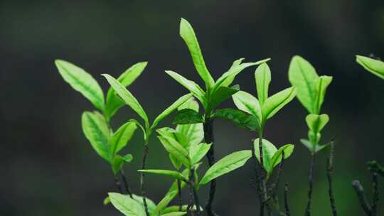 茶农采茶春茶白茶绿茶茶叶毛尖手工茶采茶