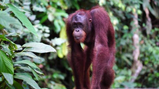 热带雨林中的猩猩