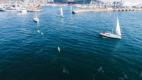 海面帆船航行 海鸥飞翔