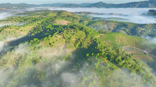 云雾下的茶山茶园