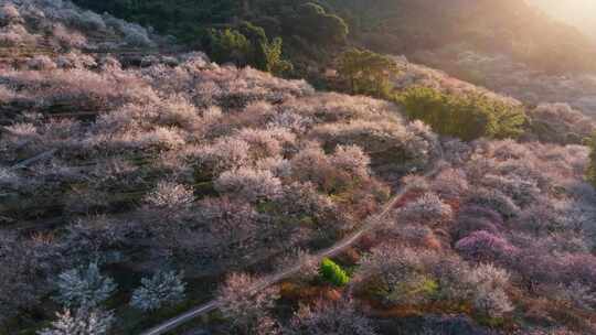 航拍福州永泰青梅花（葛岭万石村）24