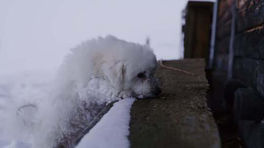 狗、雪、梗、冬天