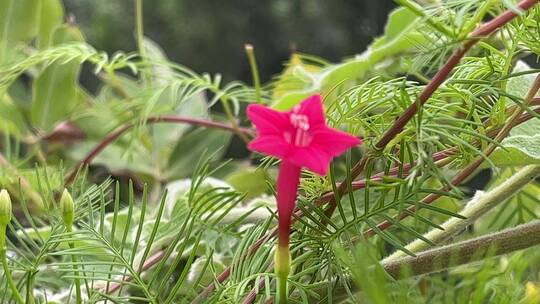 茑萝花朵