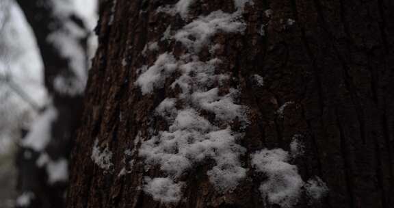 雪特写