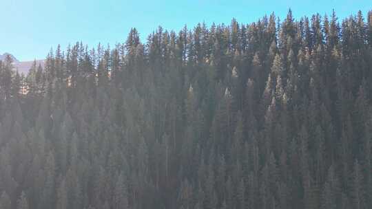 航拍祁连山森林雪山