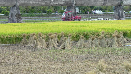 秋收稻田农田麦田