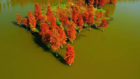 秋天的红色水杉林