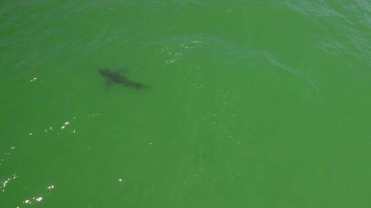 一只大白鲨在海滩边游泳
