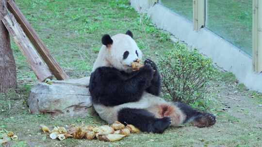 动物园大熊猫吃竹笋视频合集