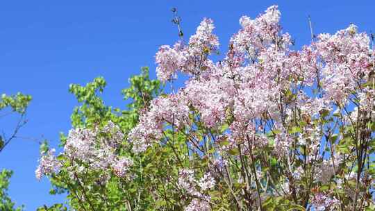 春天柳芽 春天景色 春天百花开