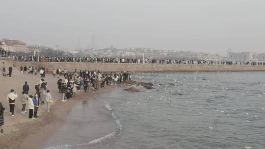 青岛栈桥4KDlog海鸥风景航拍