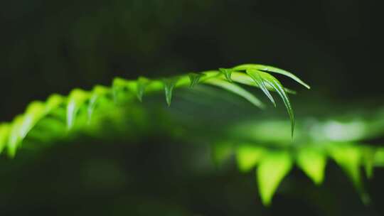热带雨林绿植光影
