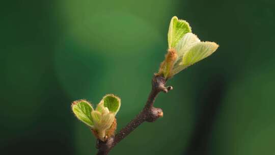 新叶生长延时摄影猕猴桃发芽过程60帧