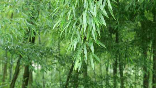 下雨天竹林景观特写，竹节挺拔竹叶繁茂