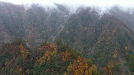 漫山红叶巴中光雾山附近