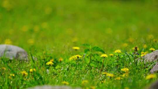 新疆伊犁恰西森林草原鲜花视频