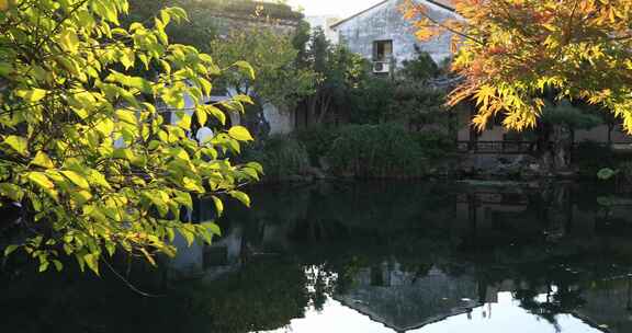 美丽树叶 阳光 水景 生态园林 清新