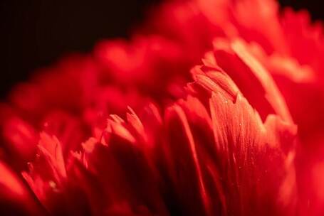 星空与花园 春天 花园 星空 花园 清