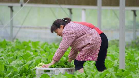 青菜种植