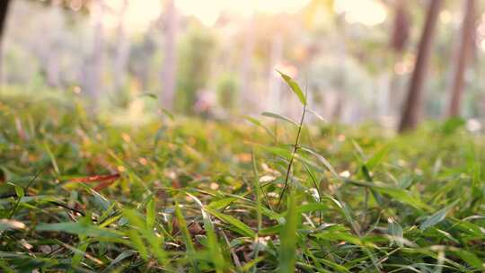 微风吹动草丛小草摇曳摆动清新绿色大自然
