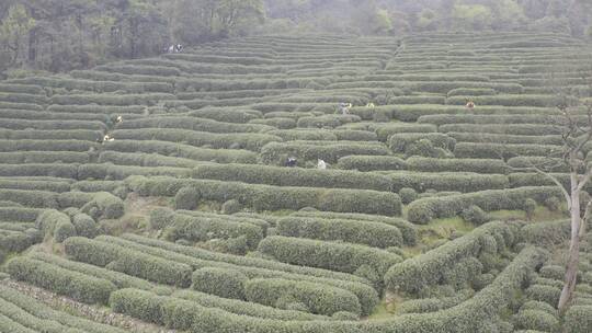 杭州西湖梅家坞茶园茶山