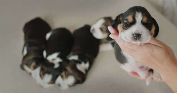 女主人手中的有趣小猎犬小狗她的手指凝视