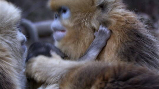 新出生的金丝猴幼崽6视频素材模板下载